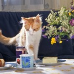 Katze